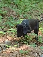 Aquaman, a male Great Dane for sale in Greenville, NC – Photo 5 of 7