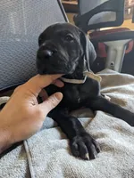 White Rose (Rosie), a female Great Dane for sale in Greenville, NC – Photo 4 of 4