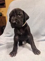 White Rose, a female Great Dane for sale in Greenville, NC – Photo 1 of 2