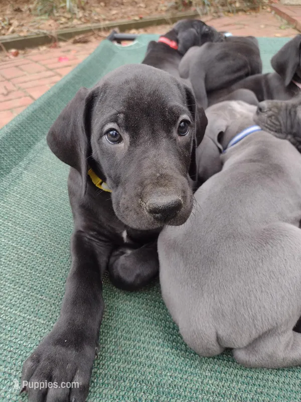 White Rose (Rosie) – Great Dane puppy for sale in Greenville, NC