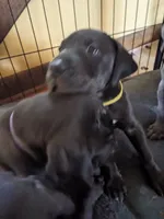 White Rose (Rosie), a female Great Dane for sale in Greenville, NC – Photo 3 of 4