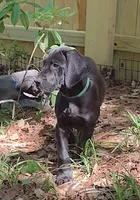 Mr Green, a male Great Dane for sale in Greenville, NC – 2 of 6