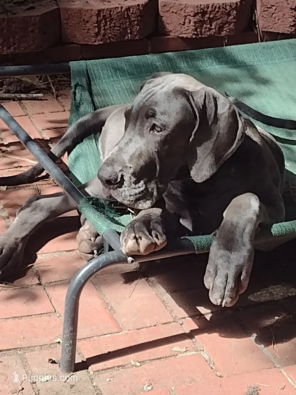 Orange Julius – Great Dane puppy for sale in Greenville, NC