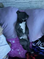 Tåsi, a female American Pit Bull Terrier for sale in Tacoma, WA – 3 of 4