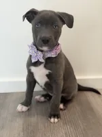 Tåsi, a female American Pit Bull Terrier for sale in Tacoma, WA – 2 of 4