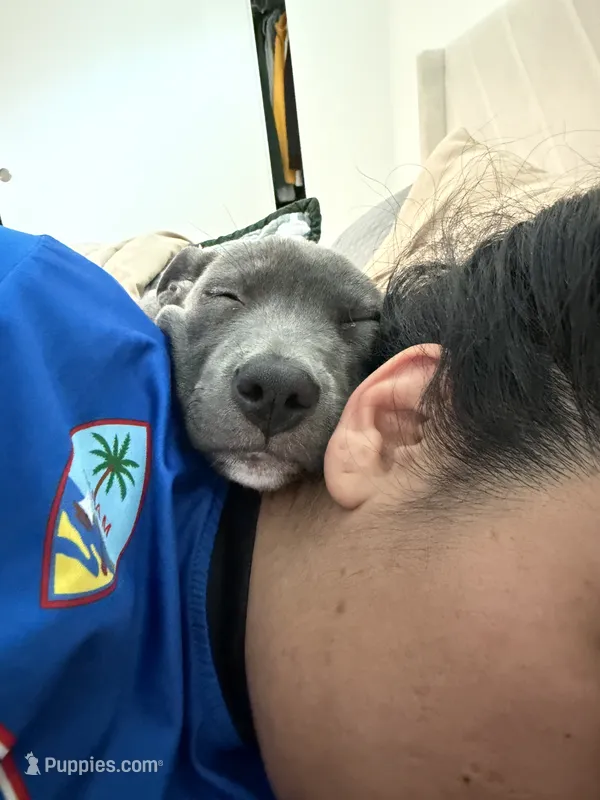 Tåsi – American Pit Bull Terrier puppy for sale in Tacoma, WA