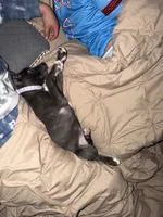 Tåsi, a female American Pit Bull Terrier for sale in Tacoma, WA – 4 of 4