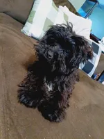 Rico, a male Morkie for sale in Sioux City, IA – Photo 2 of 3