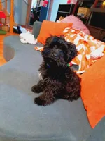 Rico, a male Morkie for sale in Sioux City, IA – Photo 3 of 3