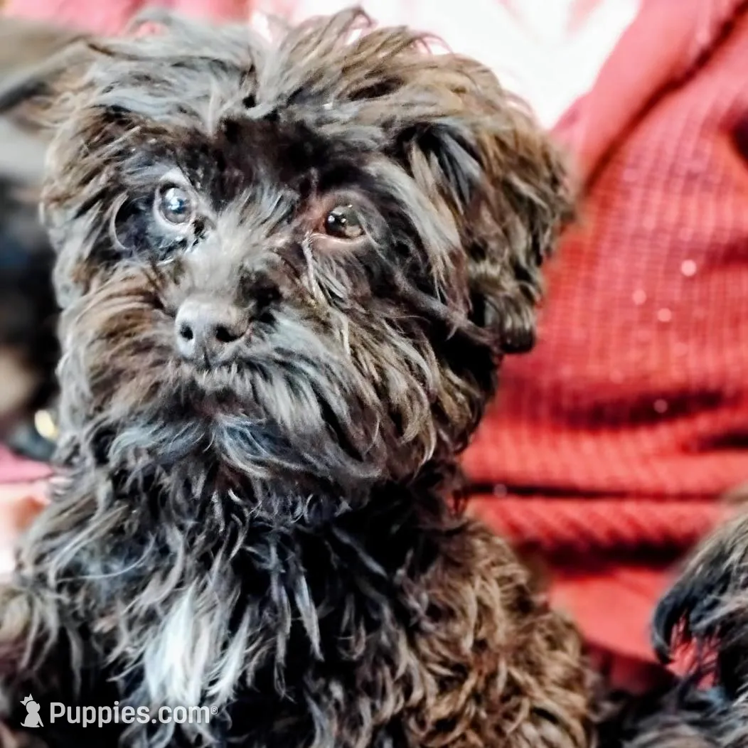 Rico – Morkie puppy for sale in Sioux City, IA