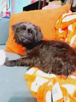 Tito, a male Morkie for sale in Sioux City, IA – Photo 2 of 3