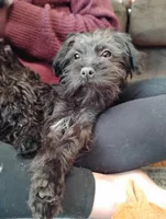 Tito, a male Morkie for sale in Sioux City, IA – Photo 1 of 3