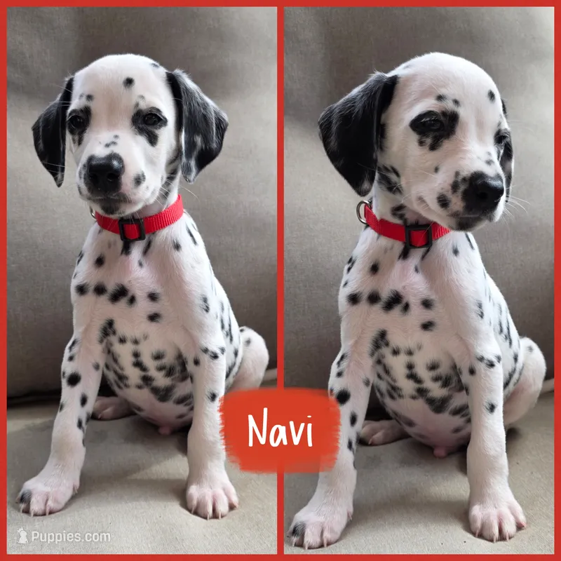 Navi-Wanderlust Litter  – Dalmatian puppy for sale in Elkton, VA
