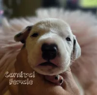Carnival-Wanderlust Litter , a female Dalmatian for sale in Elkton, VA – 7 of 9