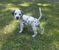 Navi-Wanderlust Litter , a male Dalmatian for sale in Elkton, VA – 7 of 10