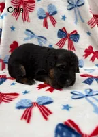 Cola, a male German Shepherd Dog for sale in Elkton, VA – 2 of 4