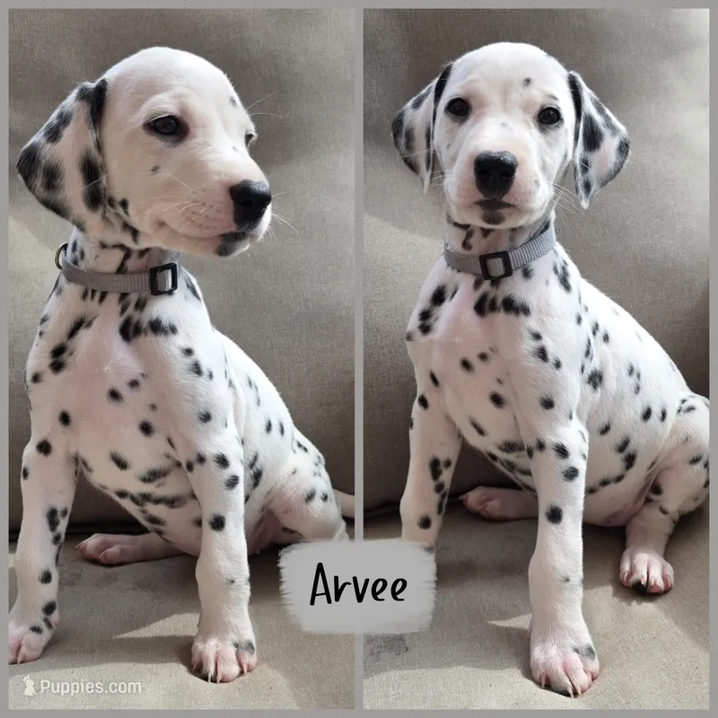 Arvee(RV)-Wanderlust Litter  – Dalmatian puppy for sale in Elkton, VA