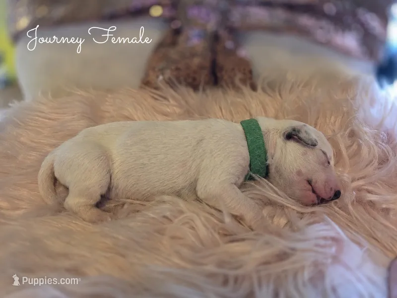 Journey-Wanderlust Litter  – Dalmatian puppy for sale in Elkton, VA