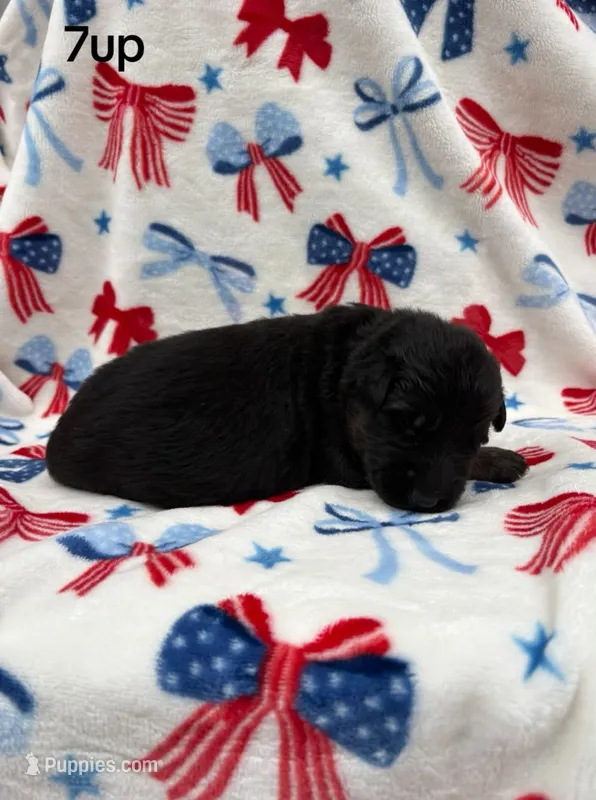 7-Up  – German Shepherd Dog puppy for sale in Elkton, VA