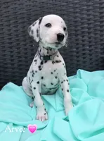 Arvee(RV)-Wanderlust Litter , a female Dalmatian for sale in Elkton, VA – 1 of 9