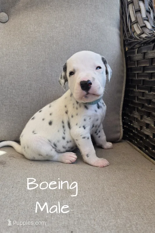 Boeing-Wanderlust Litter  – Dalmatian puppy for sale in Elkton, VA