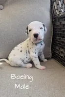 Boeing-Wanderlust Litter , a male Dalmatian for sale in Elkton, VA – 6 of 10