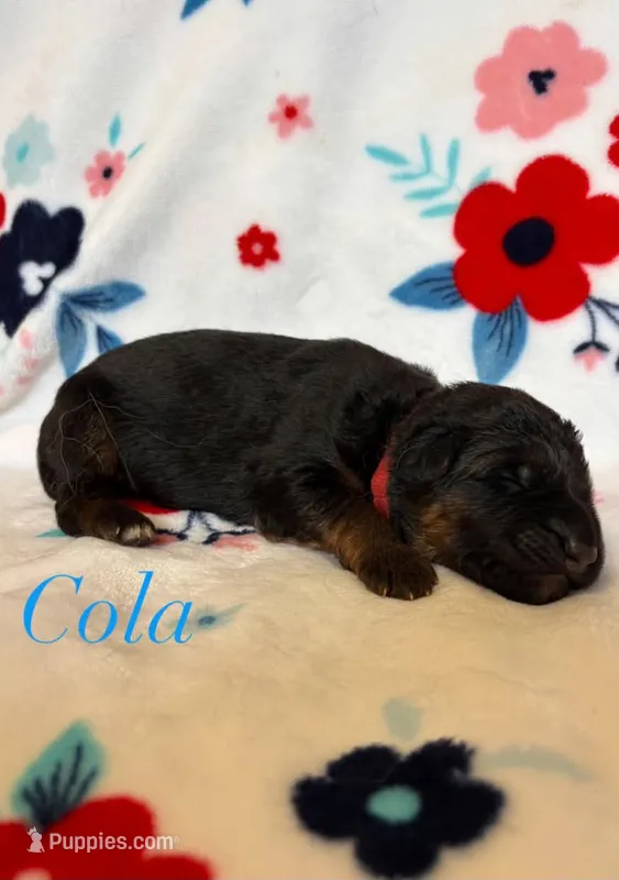 Cola – German Shepherd Dog puppy for sale in Elkton, VA