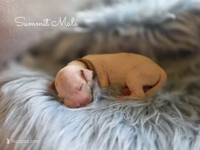 Summit-Wanderlust Litter  – Dalmatian puppy for sale in Elkton, VA