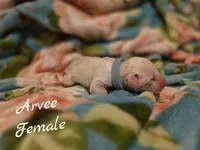 Arvee(RV)-Wanderlust Litter , a female Dalmatian for sale in Elkton, VA – 2 of 3