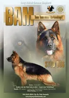 7-Up , a female German Shepherd Dog for sale in Elkton, VA – 2 of 3