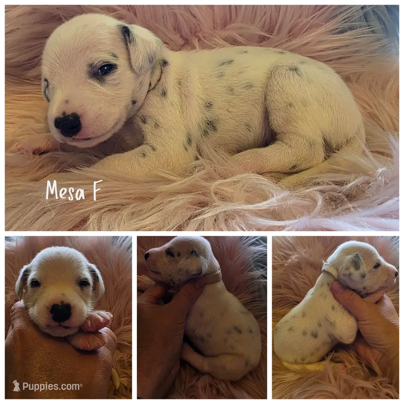 Mesa Wanderlust Litter  – Dalmatian puppy for sale in Elkton, VA