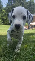 Arvee(RV)-Wanderlust Litter , a female Dalmatian for sale in Elkton, VA – 3 of 9