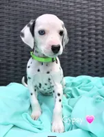 Gypsy-Wanderlust Litter , a female Dalmatian for sale in Elkton, VA – 2 of 10
