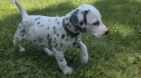 Journey-Wanderlust Litter , a female Dalmatian for sale in Elkton, VA – 7 of 9