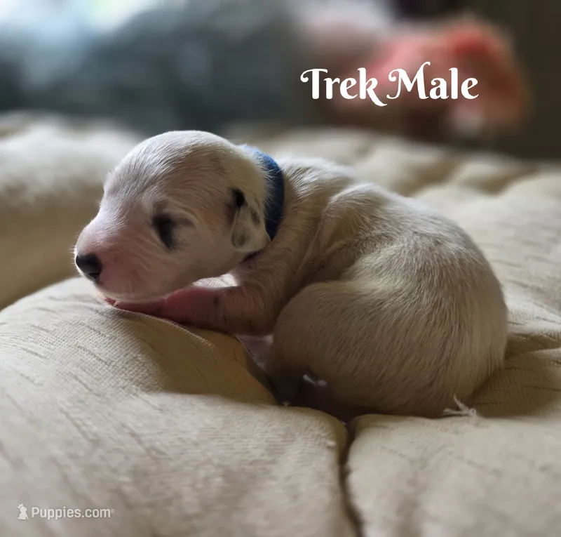 Trek-Wanderlust Litter  – Dalmatian puppy for sale in Elkton, VA