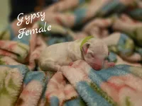 Gypsy-Wanderlust Litter , a female Dalmatian for sale in Elkton, VA – 2 of 3