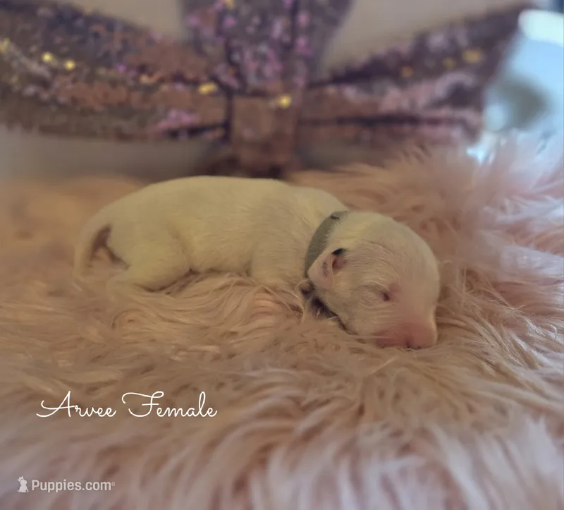 Arvee(RV)-Wanderlust Litter  – Dalmatian puppy for sale in Elkton, VA