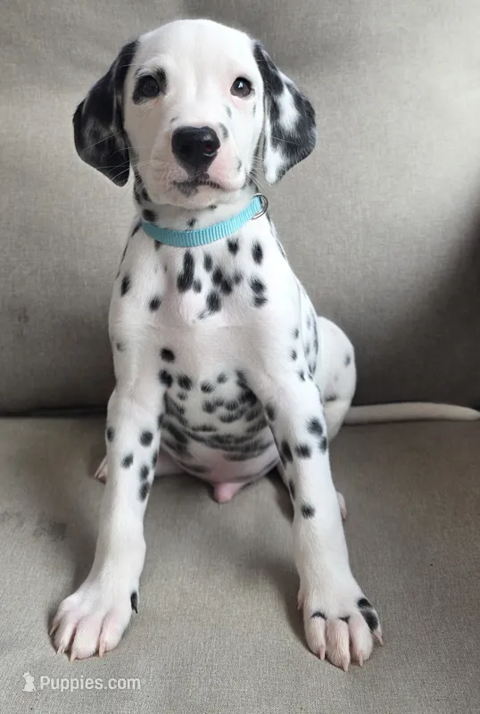 Boeing-Wanderlust Litter  – Dalmatian puppy for sale in Elkton, VA