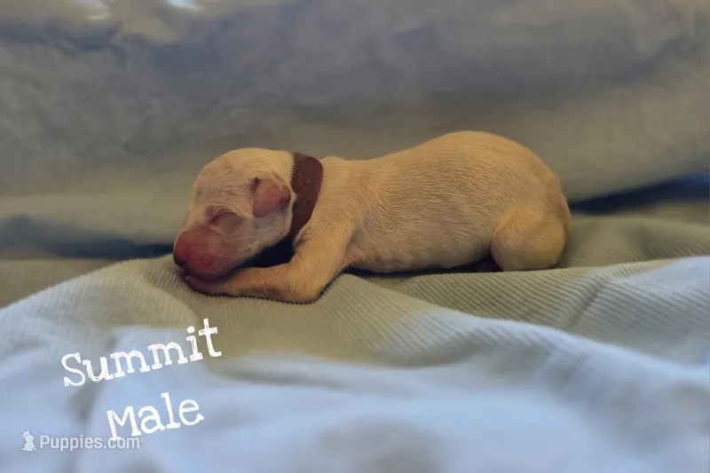 Summit-Wanderlust Litter  – Dalmatian puppy for sale in Elkton, VA