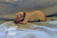 Summit-Wanderlust Litter , a male Dalmatian for sale in Elkton, VA – 1 of 3
