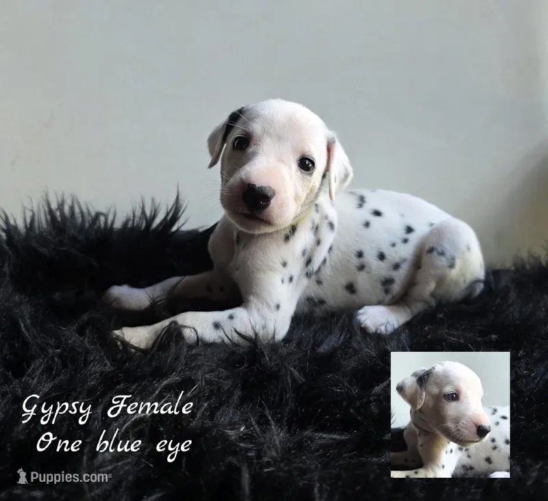 Gypsy-Wanderlust Litter  – Dalmatian puppy for sale in Elkton, VA