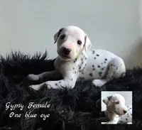 Gypsy-Wanderlust Litter , a female Dalmatian for sale in Elkton, VA – 6 of 10