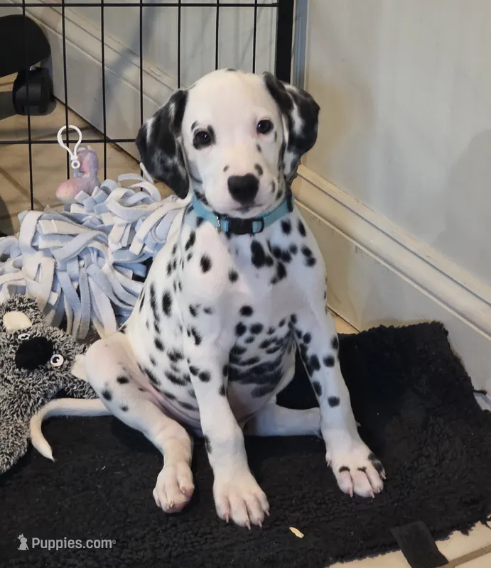 Boeing-Wanderlust Litter  – Dalmatian puppy for sale in Elkton, VA