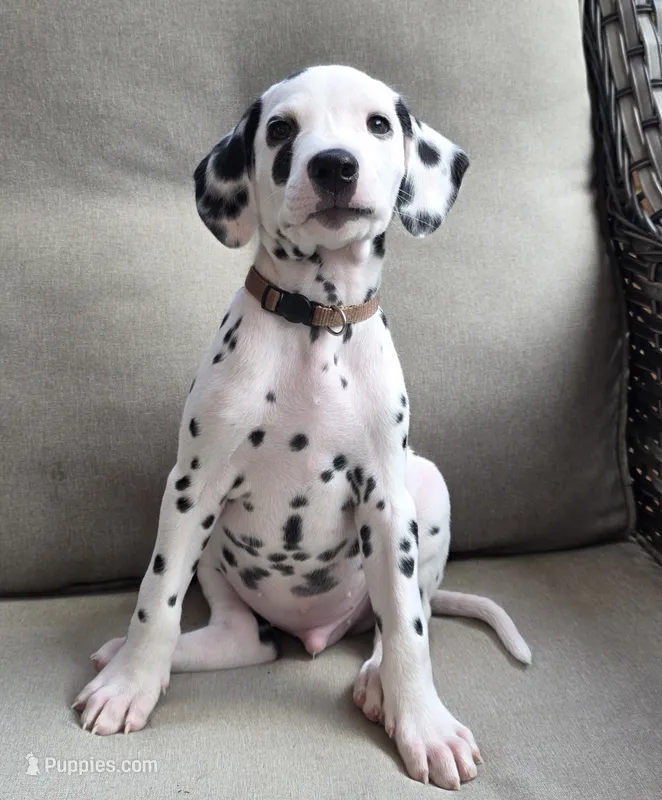 Summit-Wanderlust Litter  – Dalmatian puppy for sale in Elkton, VA