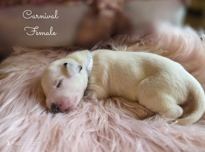 Carnival-Wanderlust Litter  – Dalmatian puppy for sale in Elkton, VA