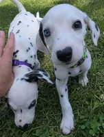 Gypsy-Wanderlust Litter , a female Dalmatian for sale in Elkton, VA – 5 of 10