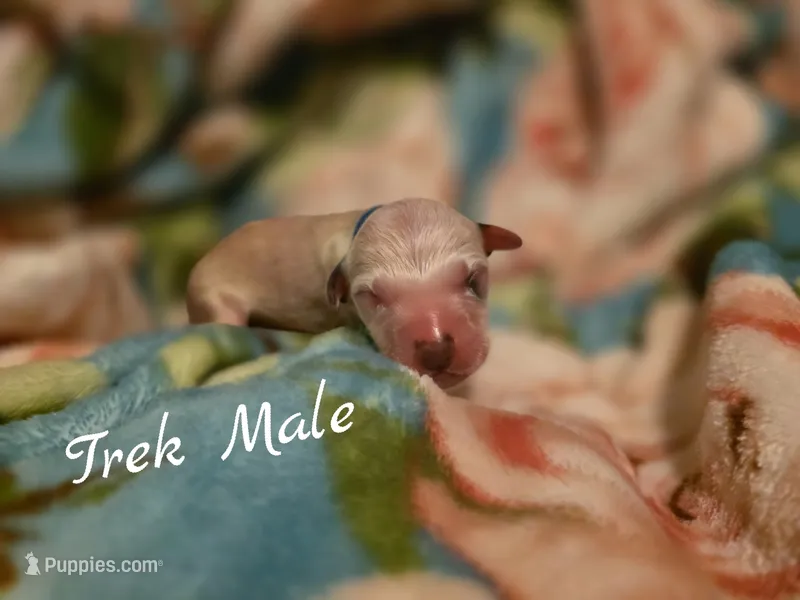 Trek-Wanderlust Litter  – Dalmatian puppy for sale in Elkton, VA