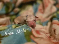 Trek-Wanderlust Litter , a male Dalmatian for sale in Elkton, VA – 1 of 3