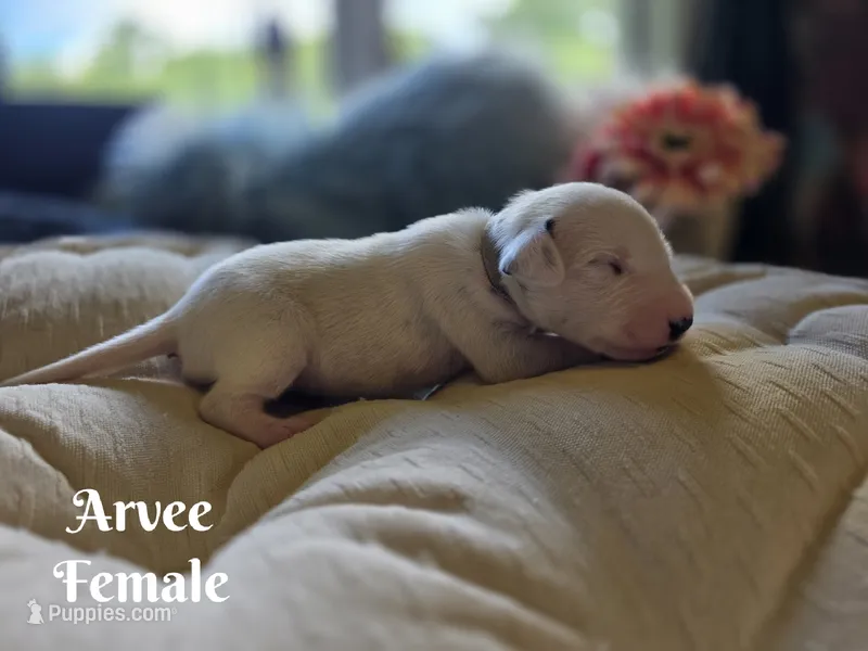 Arvee(RV)-Wanderlust Litter  – Dalmatian puppy for sale in Elkton, VA