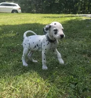Summit-Wanderlust Litter , a male Dalmatian for sale in Elkton, VA – 3 of 10